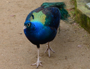 Ein Pfau läuft über Sandboden